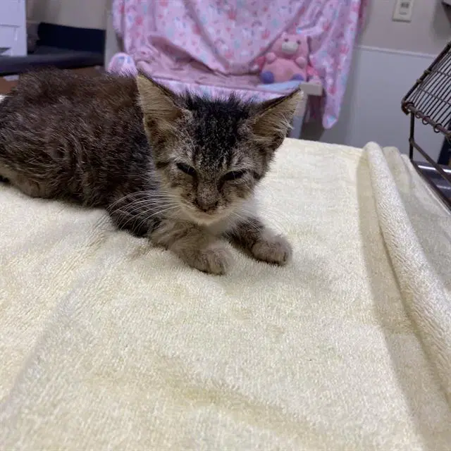 Unknown - Domestic Short Hair