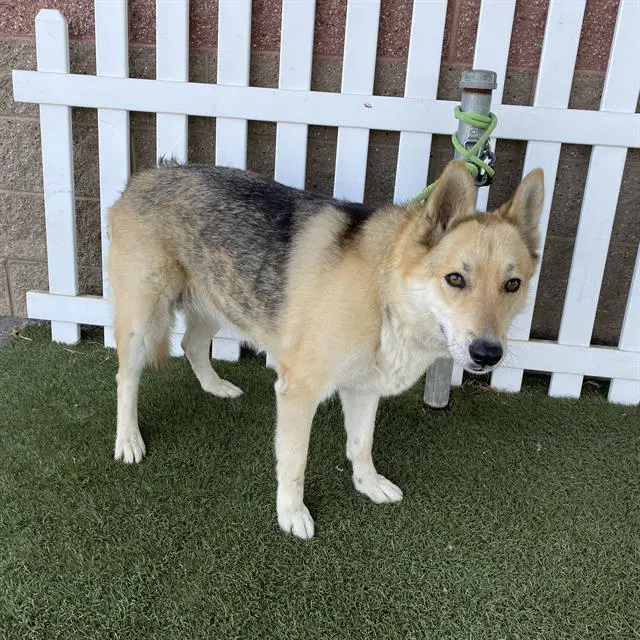 Sally - German Shepherd Dog