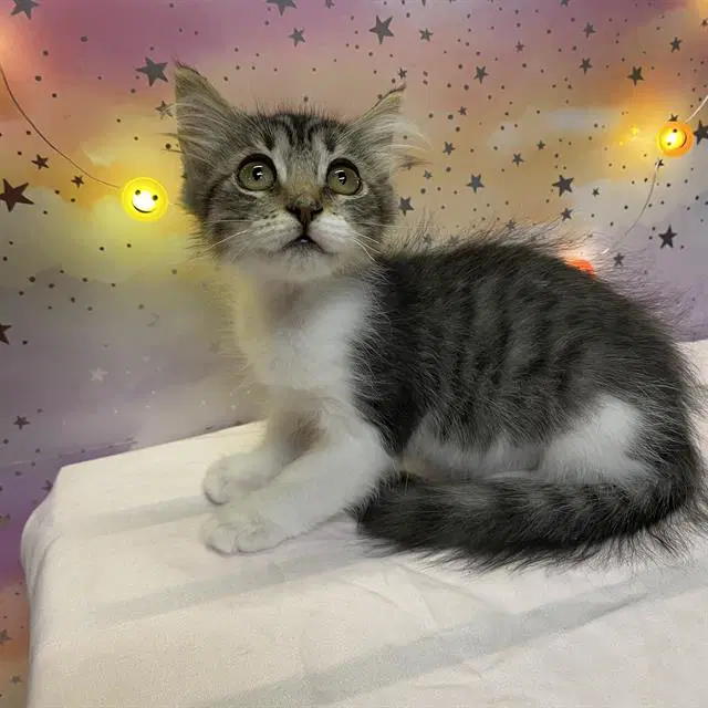 Sushi - Domestic Medium Hair