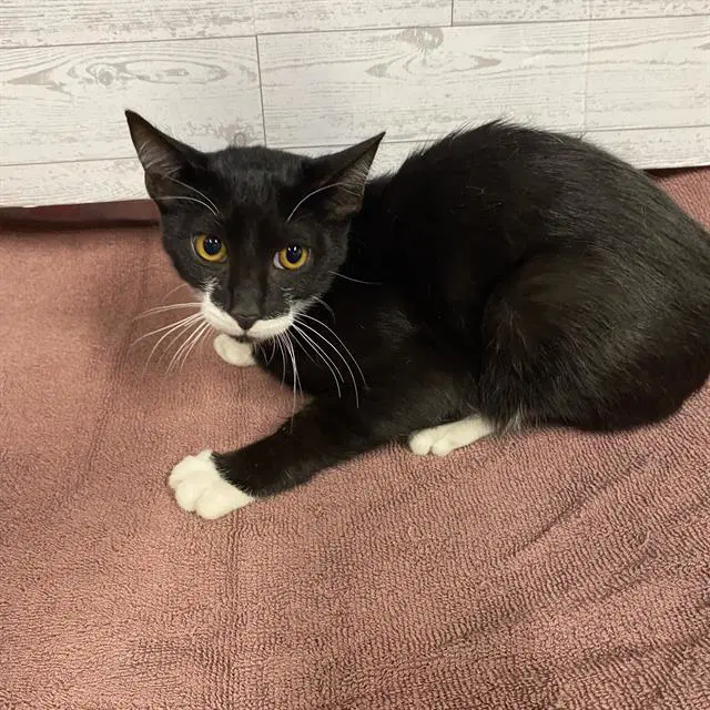 Unknown - Domestic Short Hair