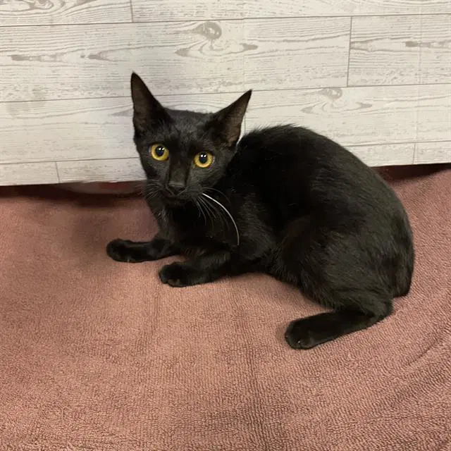 Unknown - Domestic Short Hair