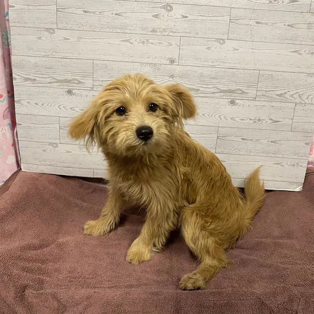 Unknown - Maltese