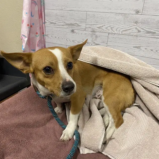 Rocky - Chihuahua