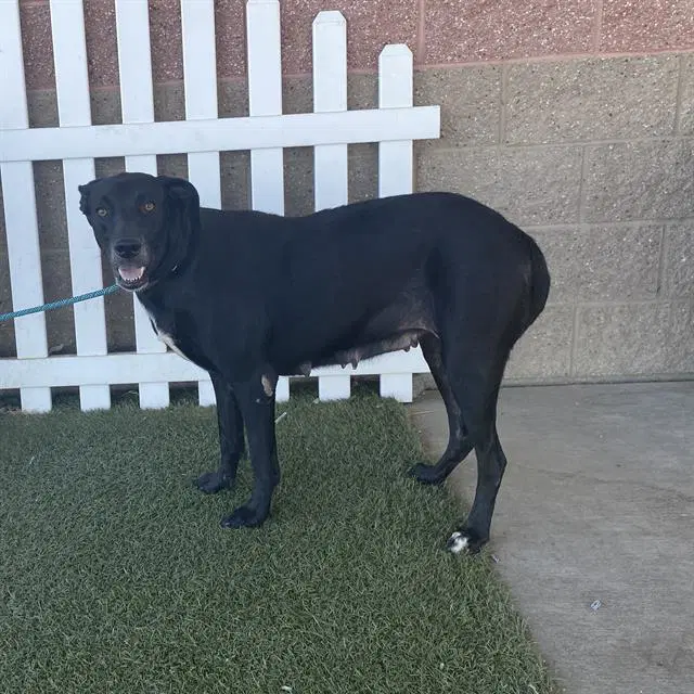 Uma - Labrador Retriever