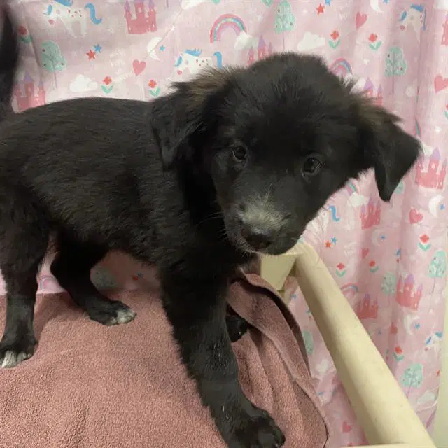 Unknown - Border Collie