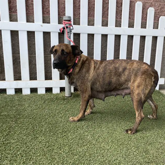 Unknown - Dutch Shepherd