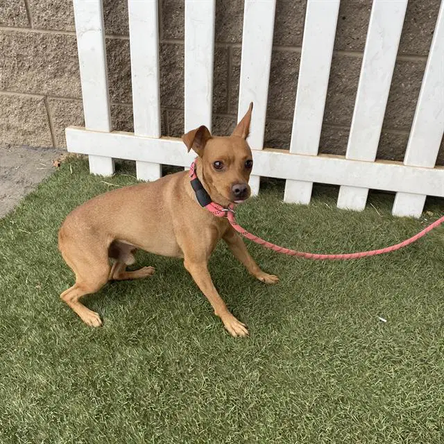 Unknown - Chihuahua