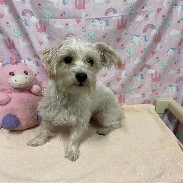 Unknown - Maltese
