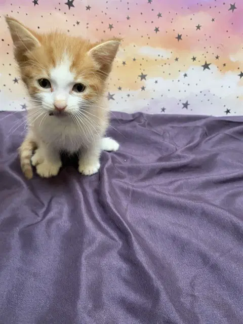Unknown - Domestic Short Hair