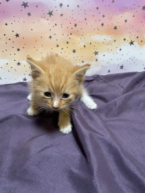 Unknown - Domestic Medium Hair