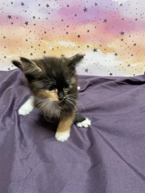 Unknown - Domestic Short Hair