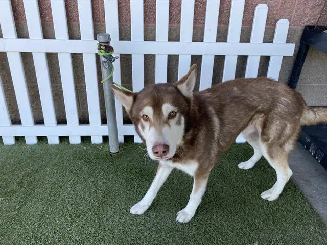 Orion - Siberian Husky