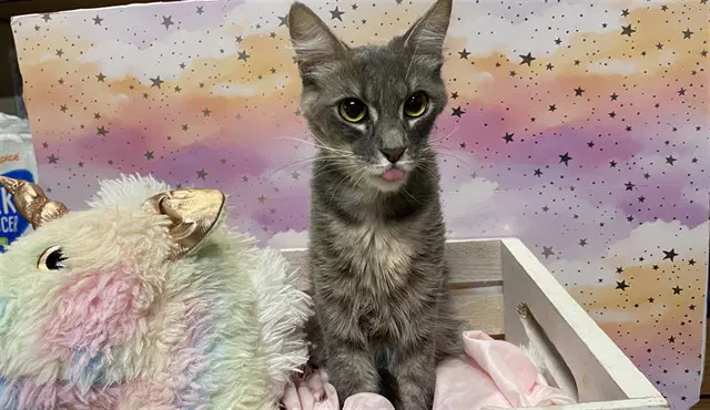 Unknown - Domestic Medium Hair