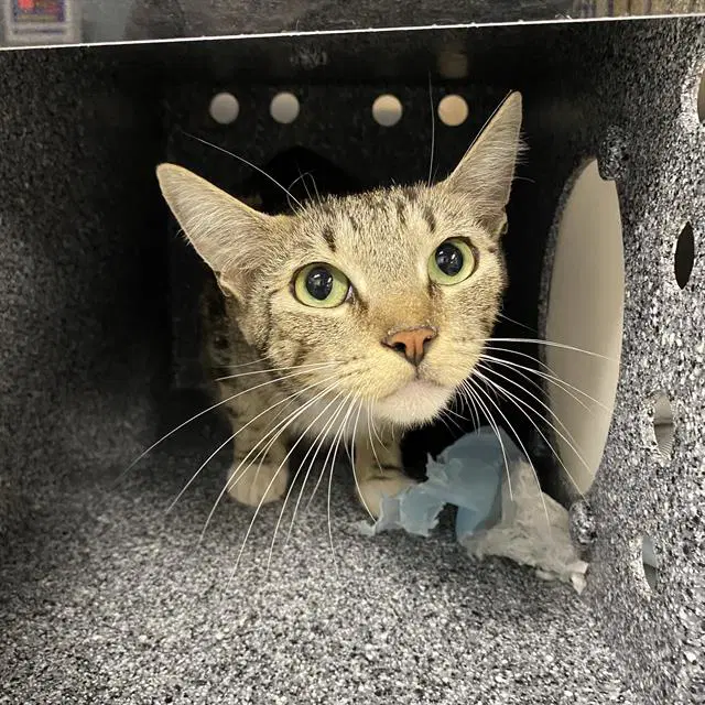 Unknown - Domestic Short Hair