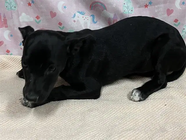Unknown - Border Collie