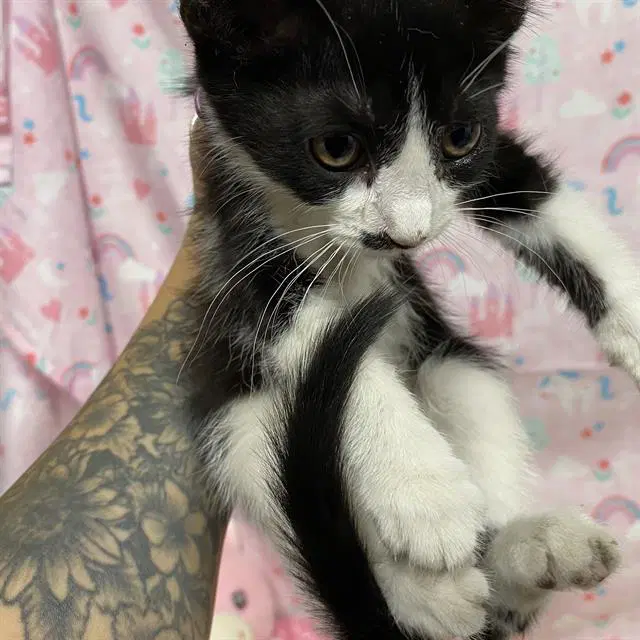 Unknown - Domestic Short Hair