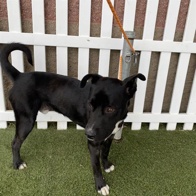 Unknown - Pit Bull Terrier