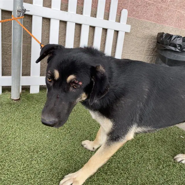 Unknown - German Shepherd Dog