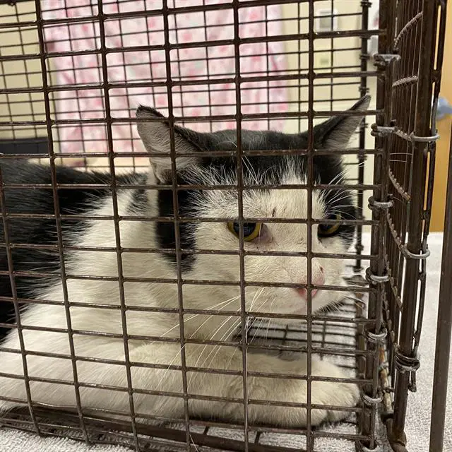 Unknown - Domestic Short Hair