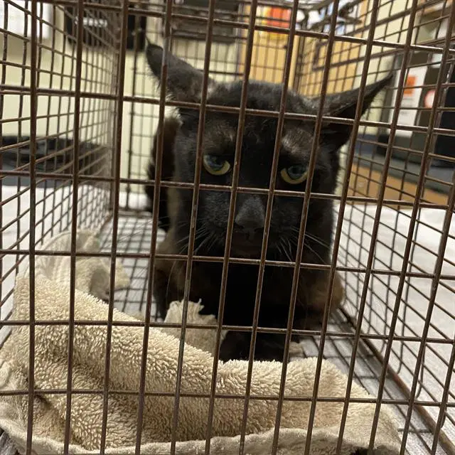 Unknown - Domestic Short Hair
