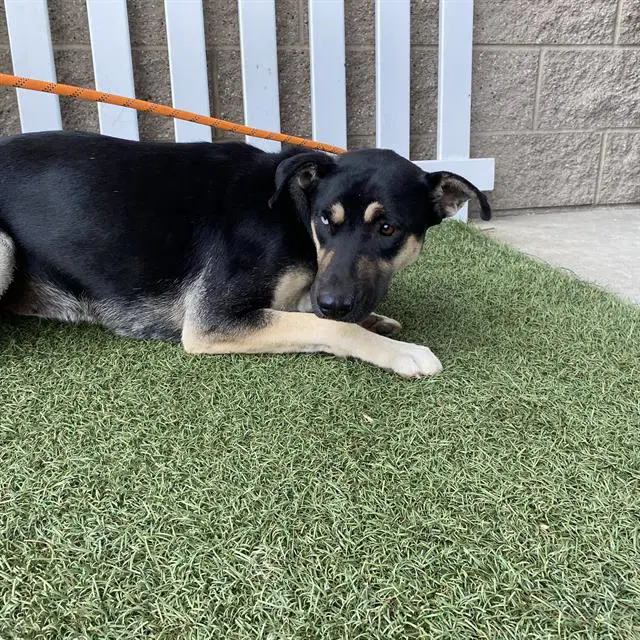 Unknown - German Shepherd Dog