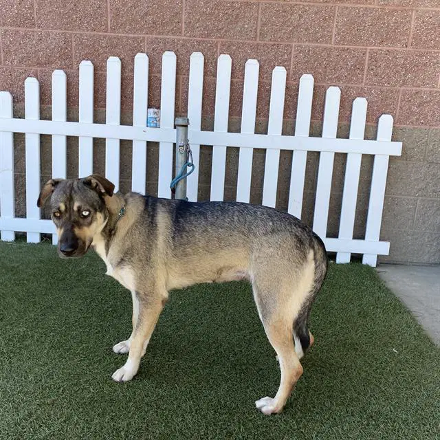 Unknown - German Shepherd Dog