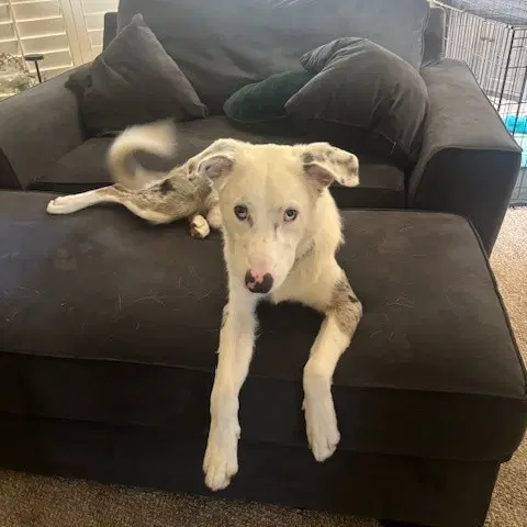 Sky - Australian Shepherd