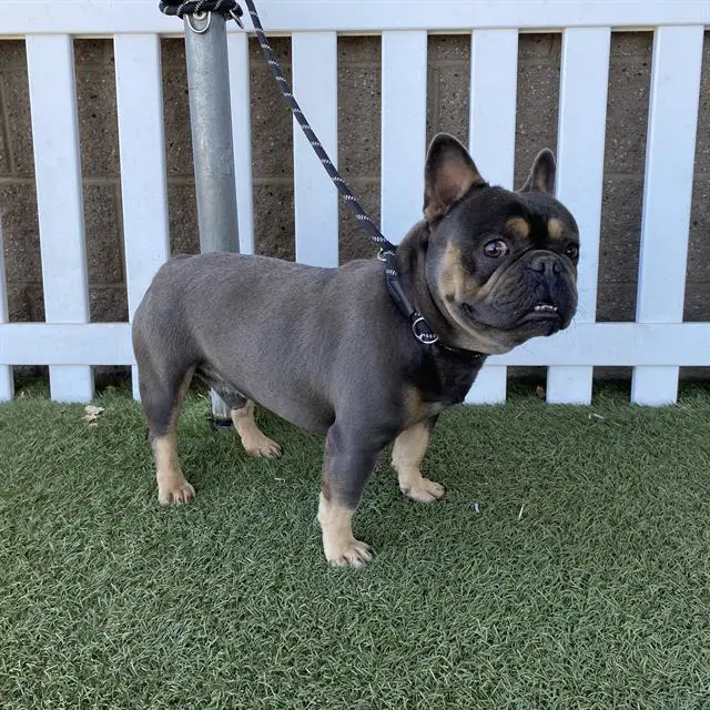 Tank - French Bulldog