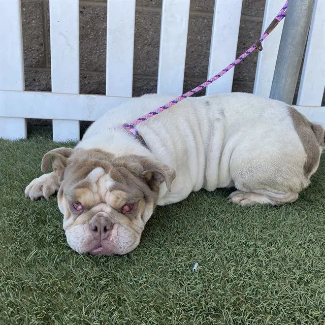 Opossum - English Bulldog