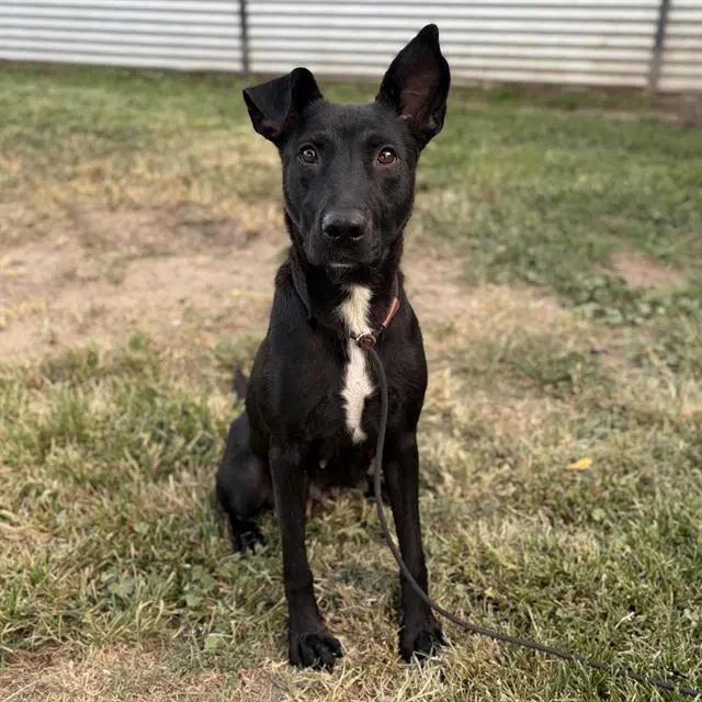 Ruthie - Border Collie