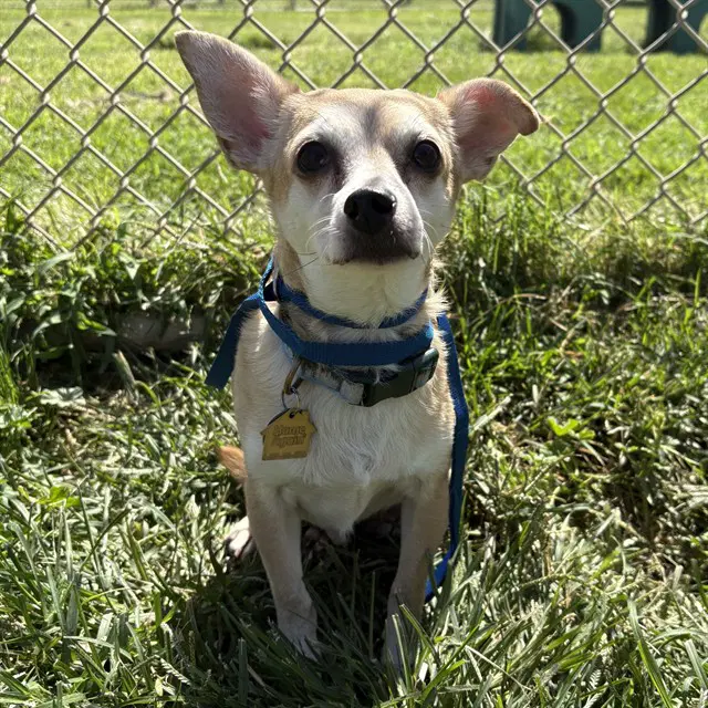 Jack Jack - Chihuahua