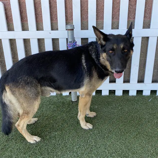 Unknown - German Shepherd Dog