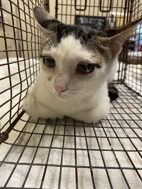 Unknown - Domestic Short Hair