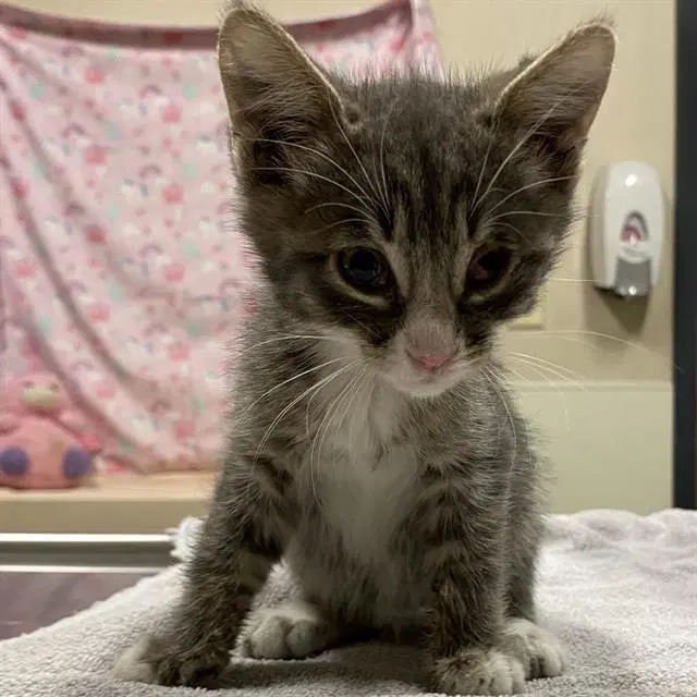 Unknown - Domestic Short Hair