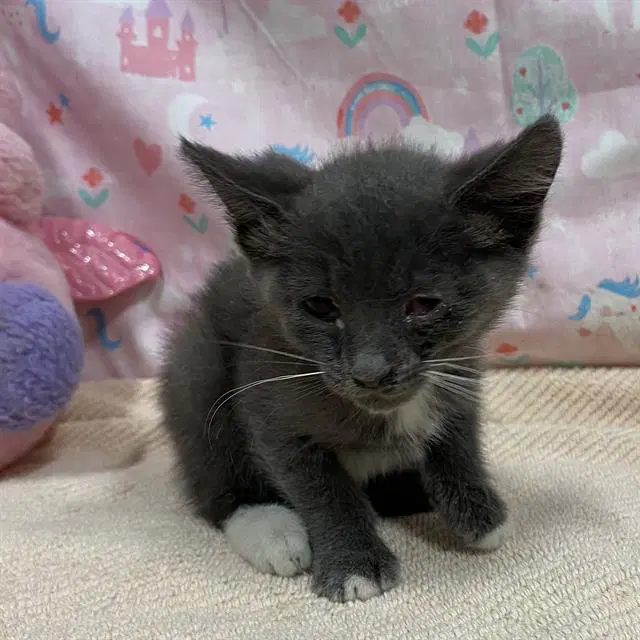 Unknown - Domestic Short Hair