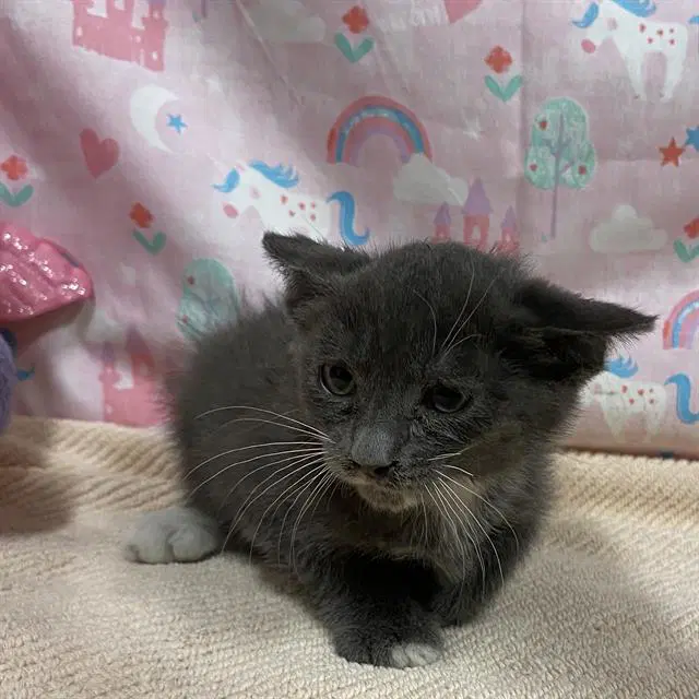 Unknown - Domestic Short Hair