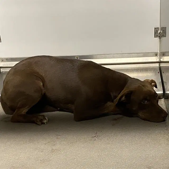 Unknown - Pit Bull Terrier