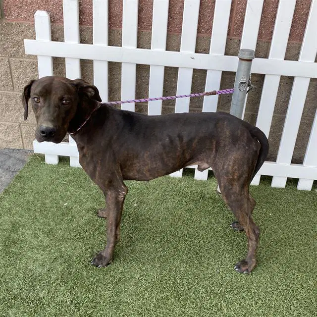Unknown - Plott Hound
