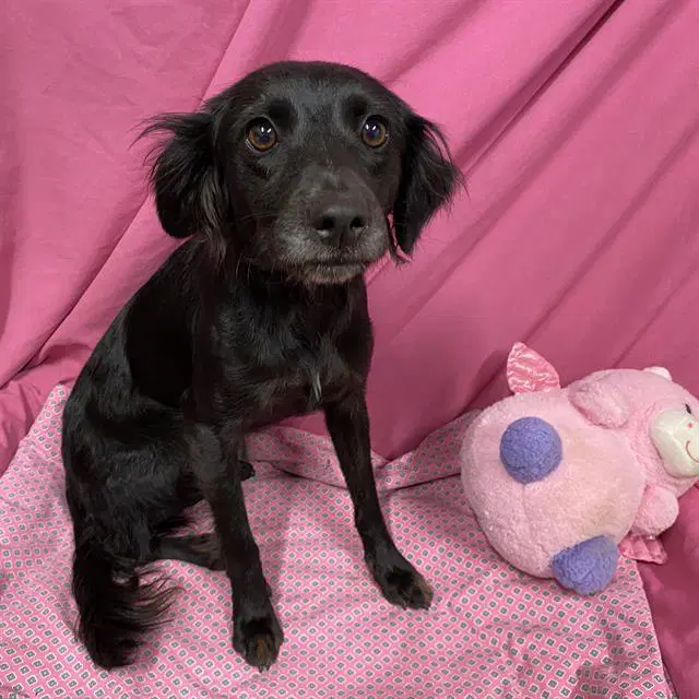 Unknown - Cocker Spaniel