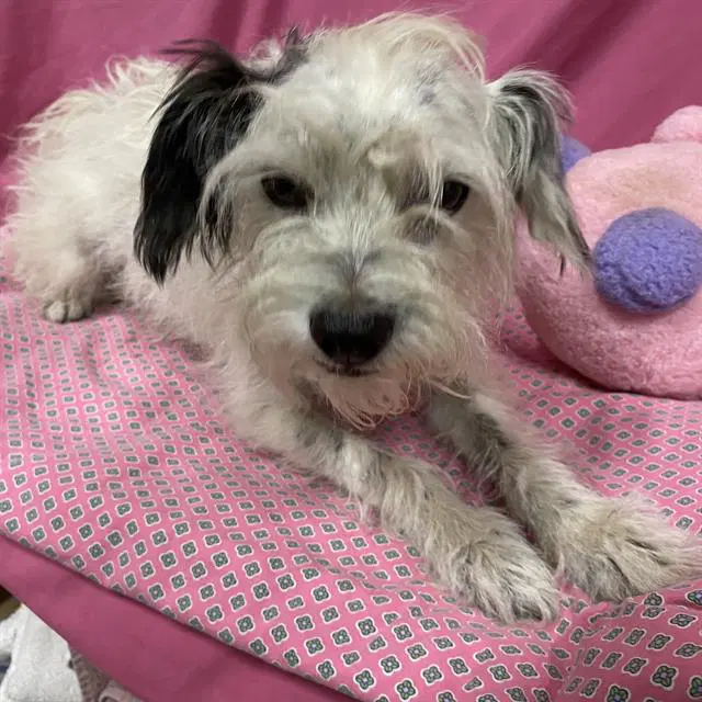 Unknown - Norfolk Terrier