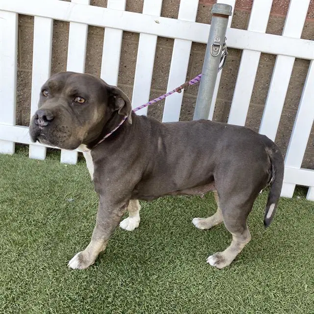 Nova - Pit Bull Terrier