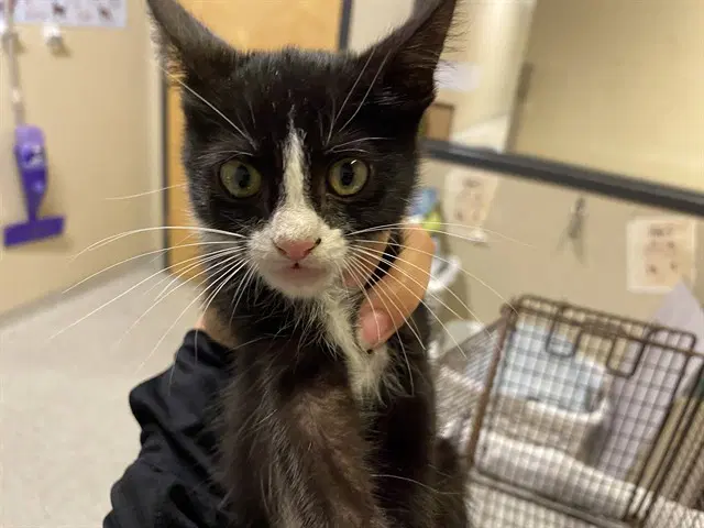 Unknown - Domestic Medium Hair