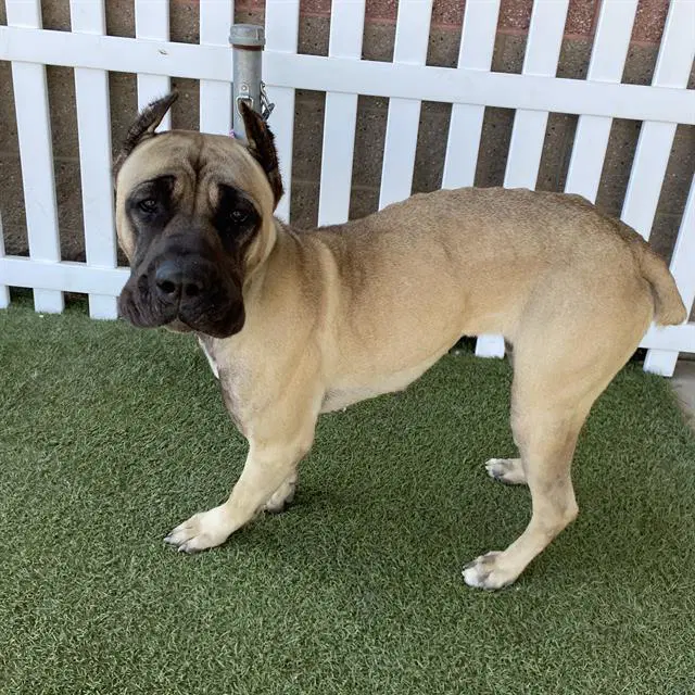 Unknown - Cane Corso Mastiff