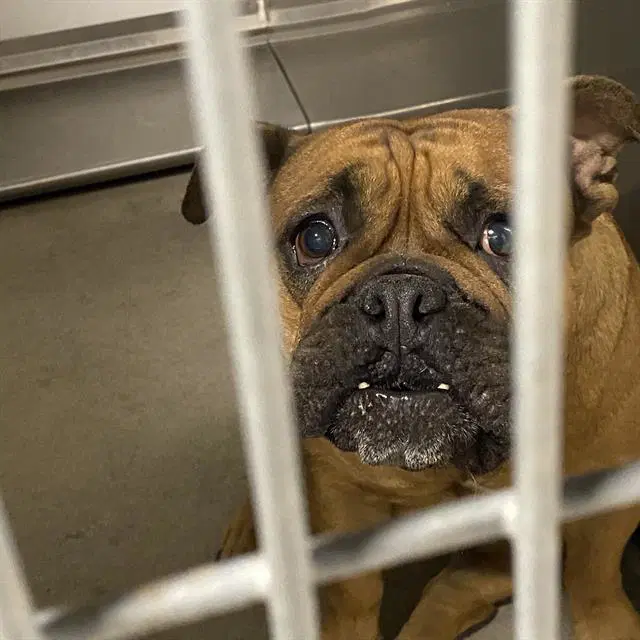 Unknown - English Bulldog