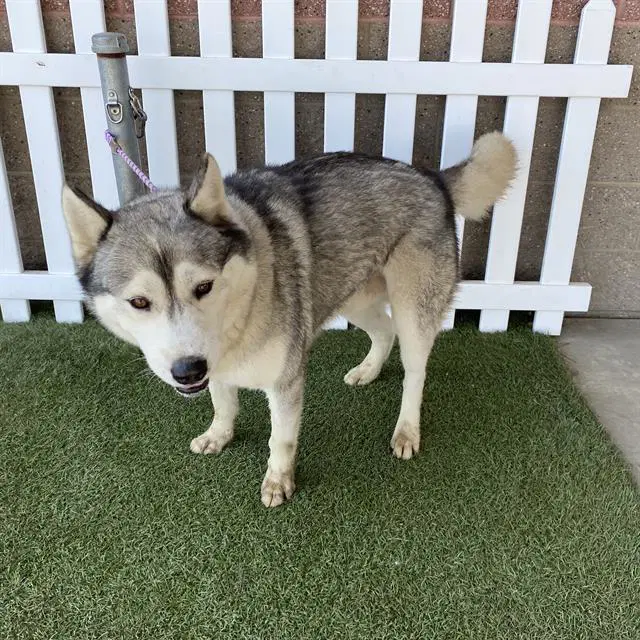 Boy - Alaskan Malamute