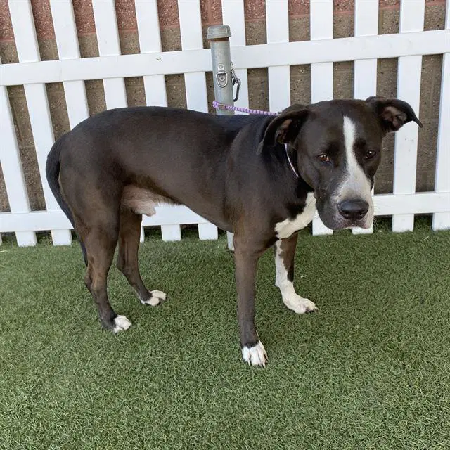 Unknown - Pit Bull Terrier