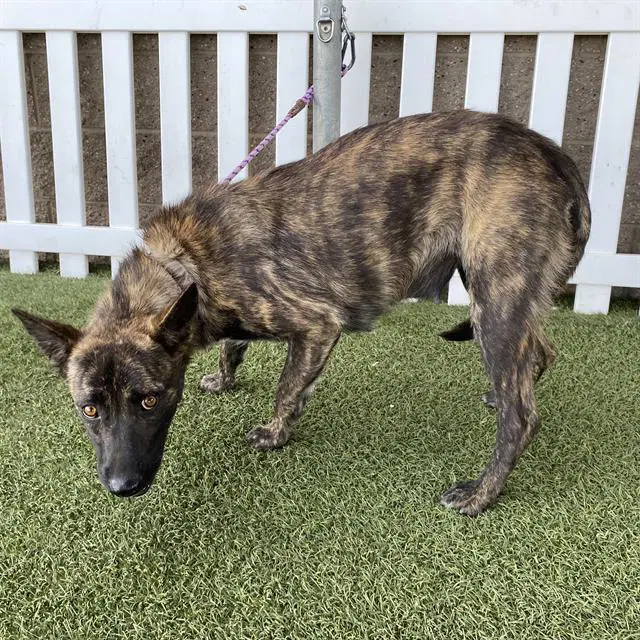 Unknown - Dutch Shepherd