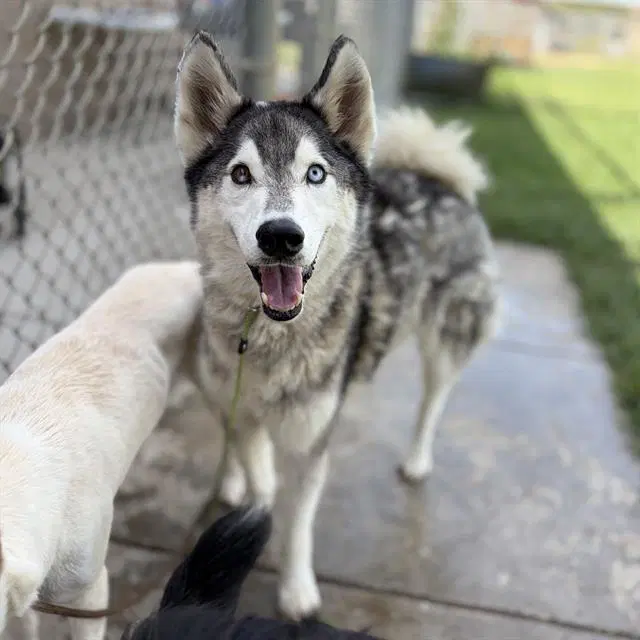 Thor - Siberian Husky