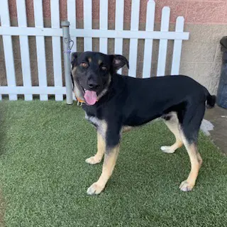 Mack - German Shepherd Dog