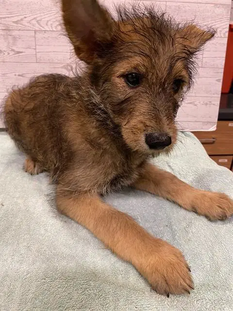 Lani - German Shepherd Dog